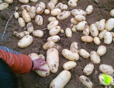 大量供应滕州秋季土豆