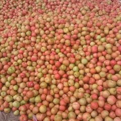 河南省新乡市延津县僧固乡辛庄西红柿合作社