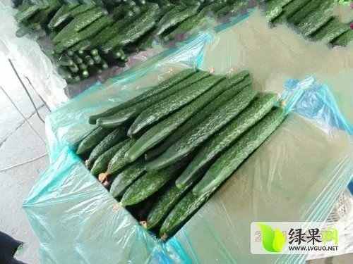 2015年山东兰陵中农106黄瓜价格
