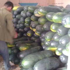 广西西乡塘区坛洛镇邓啊六冬瓜‘蔬菜’收购部