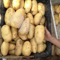 2015代办代收滕州界河春季大棚土豆