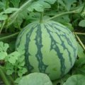 新蔡栎城赵新中5月8424西瓜