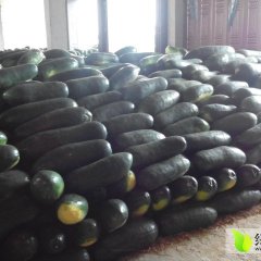 2015西乡塘冬瓜走过路过不要错过