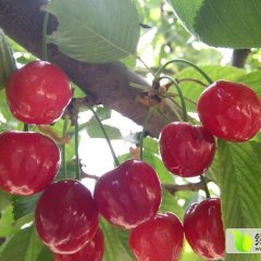 临猗 樱桃 即将火爆上市