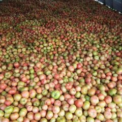 陕西三原粉红西红柿逐渐升温