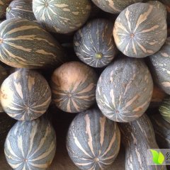 2015西乡塘南瓜值得出手