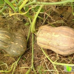 广东澄海金香南瓜早买早赚