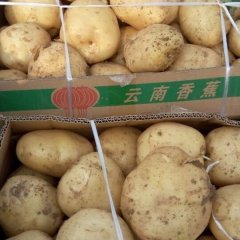 上万亩中薯1号和5号出土中