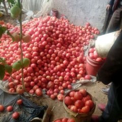 山东费县西红柿代办