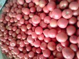 大量供应硬粉粉红西红柿