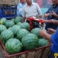 青州西瓜价格适宜,大棚宋静永诚信合作
