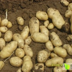 山东泗水大棚荷兰土豆大量上市中