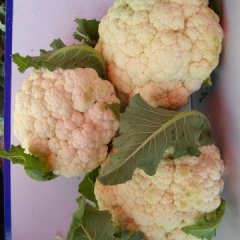 西华菜花绿色无公害红花屠合意诚信合作