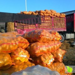 甘肃定西土豆“新大坪”0.56元！