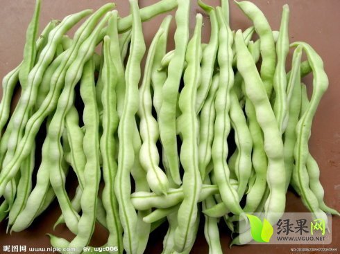 2015年河南博爱白不老价格