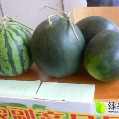 江南西瓜火爆招商中苏圩何小爱诚信合作