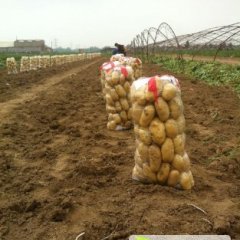 滕州土豆早买早赚万家马铃薯合作社欢迎你们的