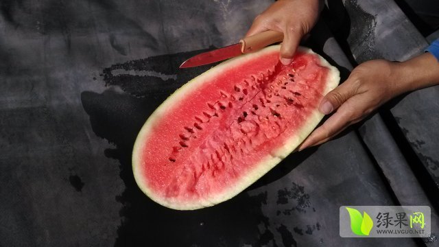 黑美人价格