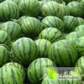江苏盐城东台市三仓镇西瓜阿清合作社 真诚为你服务
