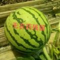 2015夏邑西瓜俏销
