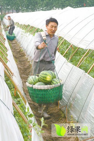 特小凤价格