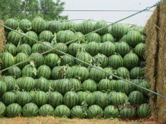 陕西蒲城京欣西瓜质量上乘