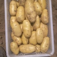 滕州土豆名优产品,滕阳吕传志诚信合作