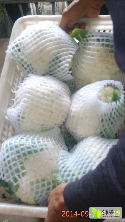 2015年河北永年白菜花价格