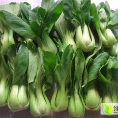 高信用王需磊供应上海青油菜