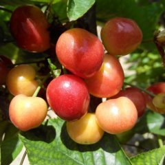 山西绛县红灯樱桃何去何从