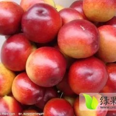 大荔油桃逐渐升温范家白康诚信合作