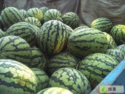 大荔范家白康5月京欣西瓜