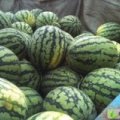 大荔范家白康5月京欣西瓜