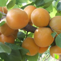 大荔东大辰浩4月金太阳杏杏子