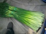 东昌府蒜薹绿色无公害山东刘宪云诚信合作
