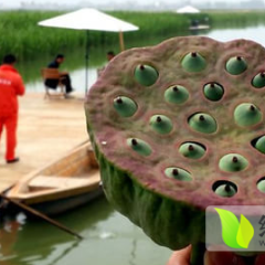 陆良生态莲子