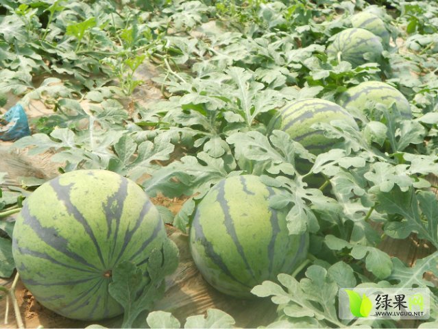 2015年山东青州京欣价格