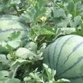 山东青州京欣西瓜绿色无公害