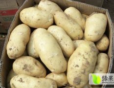 平阴三模土豆大量上市，可供市场，超市等。