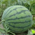 怀远8424西瓜皮薄，汁多，肉脆红润，甜度高个大