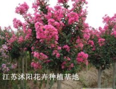 江苏省沭阳县花木种植基地大量供应紫薇树苗