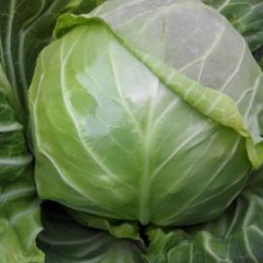 江苏省沛县张庄镇张楼村甘蓝大量上市联系人张