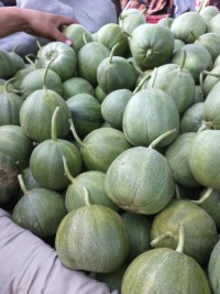 新绿宝价格