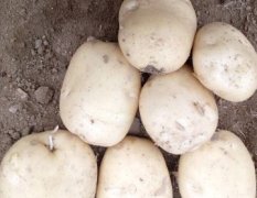 泗水杨柳孔祥地3月中薯系列土豆