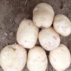 泗水杨柳孔祥地3月中薯系列土豆