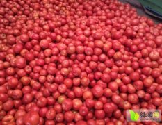 山东蔬菜范先生：硬粉0.9-1元/斤