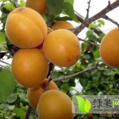 大荔范家宋永丰5月金太阳杏杏子