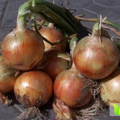 新野樊集杨全豹5月黄皮洋葱