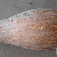 湖北嘉鱼密本南瓜著名品牌