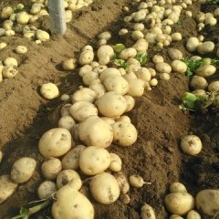 山东岱岳早大白土豆早买早赚